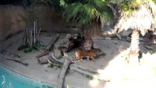 La Zoo Tiger