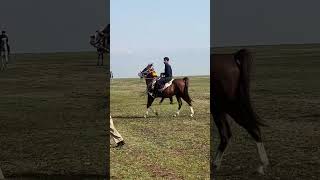 ماینە شێ ی كاك رێبین ..ماشااللە...ڤیستڤاڵی ئەسپ سواری 3/3/2023