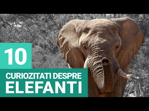 Video: Elefanții și Strămoșii Girafelor Trăiau în Munții Caucaz. Explicația Oamenilor De știință - Vedere Alternativă