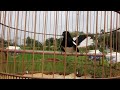 Hót Đấu Kích Trống Căng Lửa || Luyện Giọng Chòe Than || Kacer