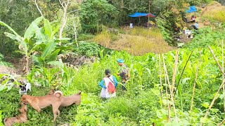 We'll take you up to the mountain : Rice Terraces and Vegetable Garden
