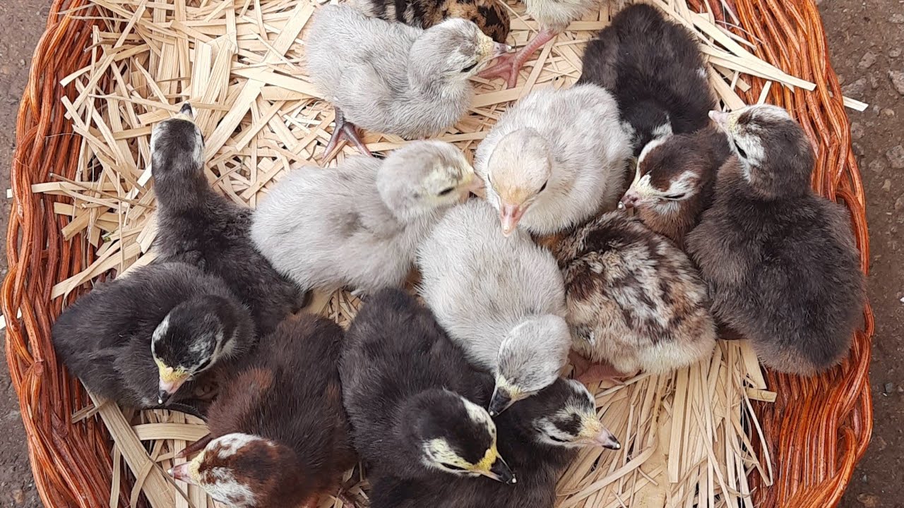 Atualizando a Criação de Peruzinhos Várias Idades e Cores.