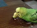 小ちゃなセキセイインコ 大っきなセキセイインコ