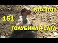 Кто это? и обо всём понемногу - Голубиная сага - Серия 151