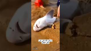 سبحان الله تبكي مثل الاطفال  #shorts