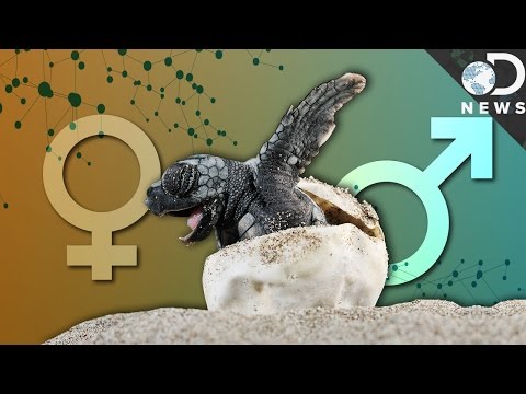 Pollution Is Changing The Sex Of These Animals!