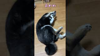 黒柴子犬さん、眠気と闘う姿が可愛い #shibainu ＃黒柴 ＃子犬 #柴犬