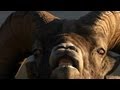 Bighorn Rams Collide Head-On | North America