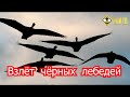 Б.Кагарлицкий: взлет «черных лебедей» скопом