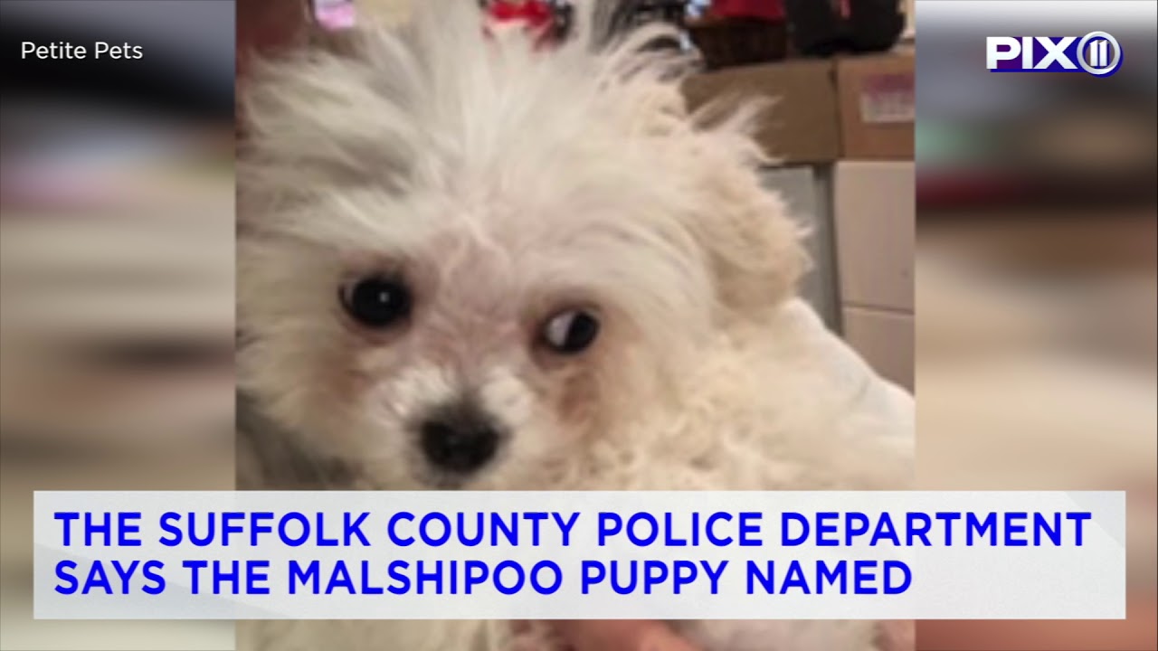 Puppy stolen from Long Island pet shop