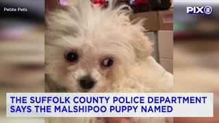 Puppy stolen from Long Island pet shop