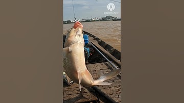 Cá cóc sông Hậu