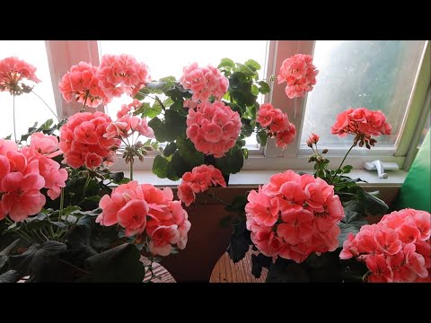 Video: Cây phong lữ thảo quá đông - Cách giữ hoa phong lữ qua mùa đông