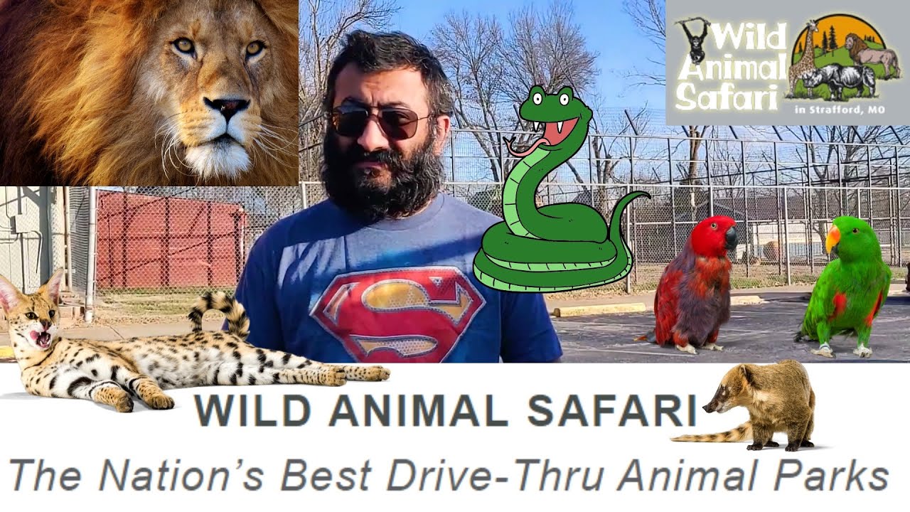 Wild Animal Safari Strafford Mo | During pandemic