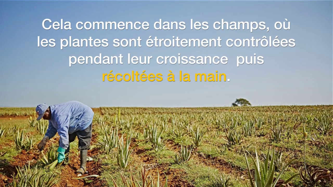 Les champs d’aloevera de forever living - YouTube