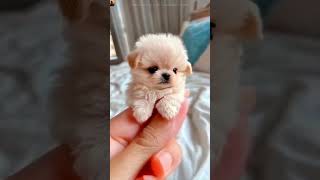 Giant Monster In The Sea HOLE😱🤯#shorts #viral #trending #viralvideos #viralshort #education