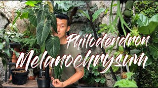Philodendron melanochrysum care and propagation (air layering, water, and moss)