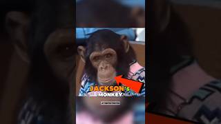 Monkey Moonwalk?! 🐒🔥 Bubbles Surprised Everyone 😳 | Michael Jackson #shorts