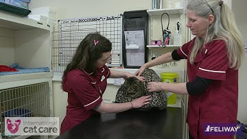 Removing a cat from a veterinary cage