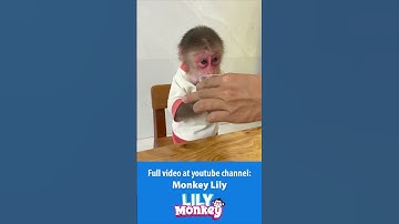 Lily helps dad make special fruit pizza P4 #shorts #short #monkey