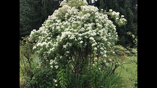 Rosier Liane Wedding Day Lapothéose Des Roses