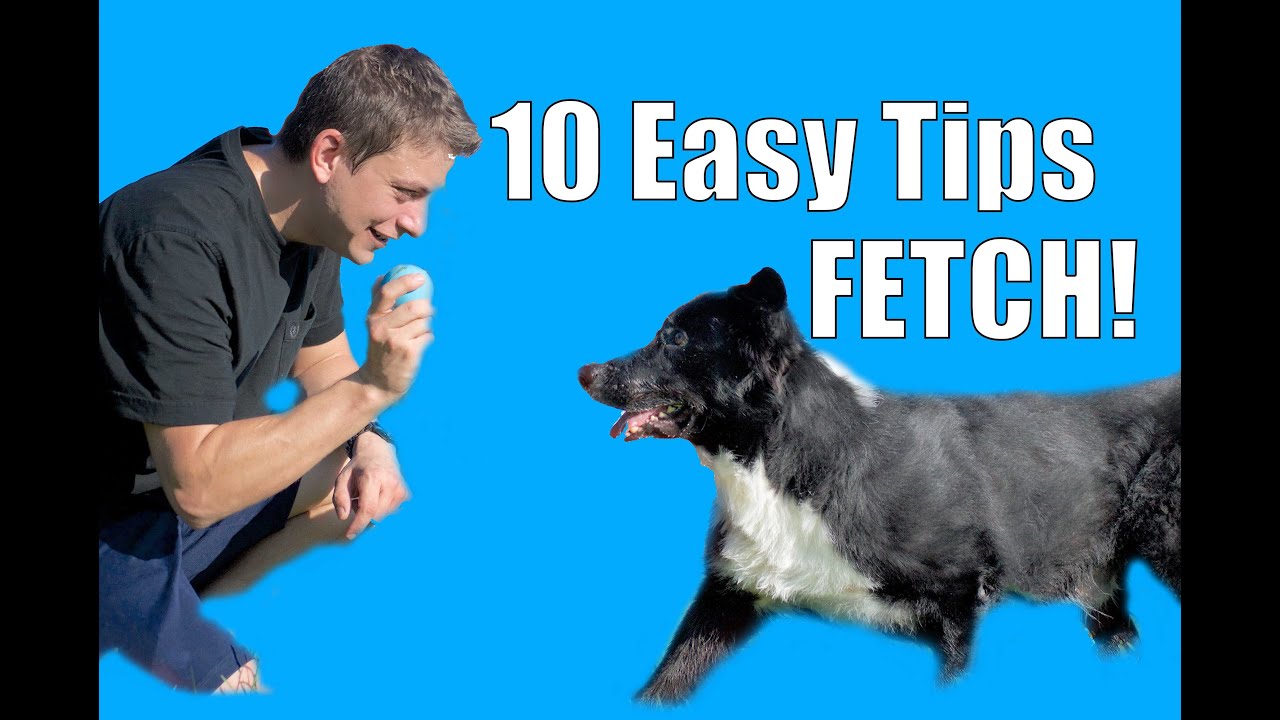 teaching a dog to play fetch
