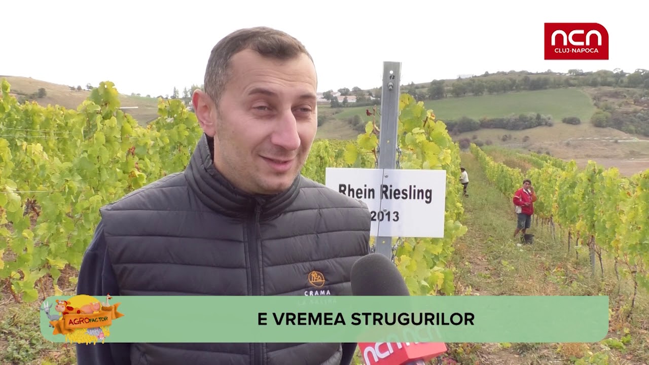 Agro Factor - E vremea strugurilor stories we tell