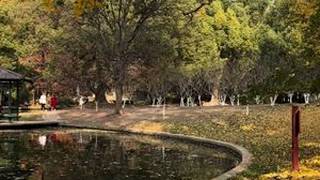 12月11日，打卡共青森林公园，带你一起赏秋景。#共青森林公园 #共青森林公园一日游 #城市公园 #红杉树 #枫叶🍁