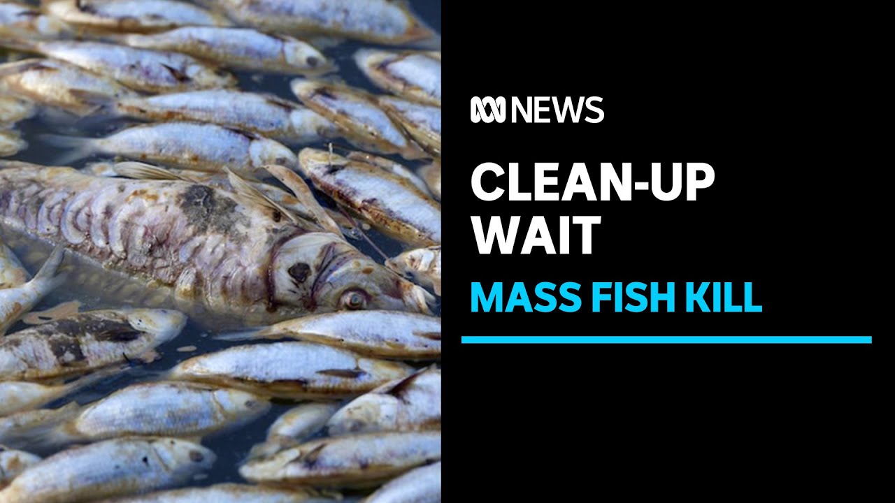 Menindee residents waiting for mass fish kill cleanup to begin ABC