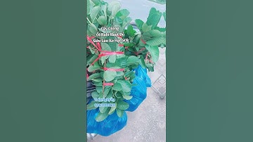 🌱 ỔI RUBY RUỘT ĐỎ SIÊU LÙN GIỐNG MƠI CÓ CÂY ĐANG HOA ĐẬU TRÁI NHỎ LUÔN Ạ🍏🍏🍏🍏💎💎