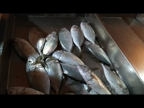 #fishing |Meet two friends| Ka Bonying,Papa Froi|#viralvideo