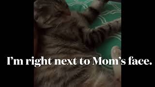 Patty and Matty ' I love Mom!' #cat #sleeping #next #lovemother #comfort #ねこ #ママ #おやすみなさい by Mononoke Hime 103 views 6 months ago 17 seconds