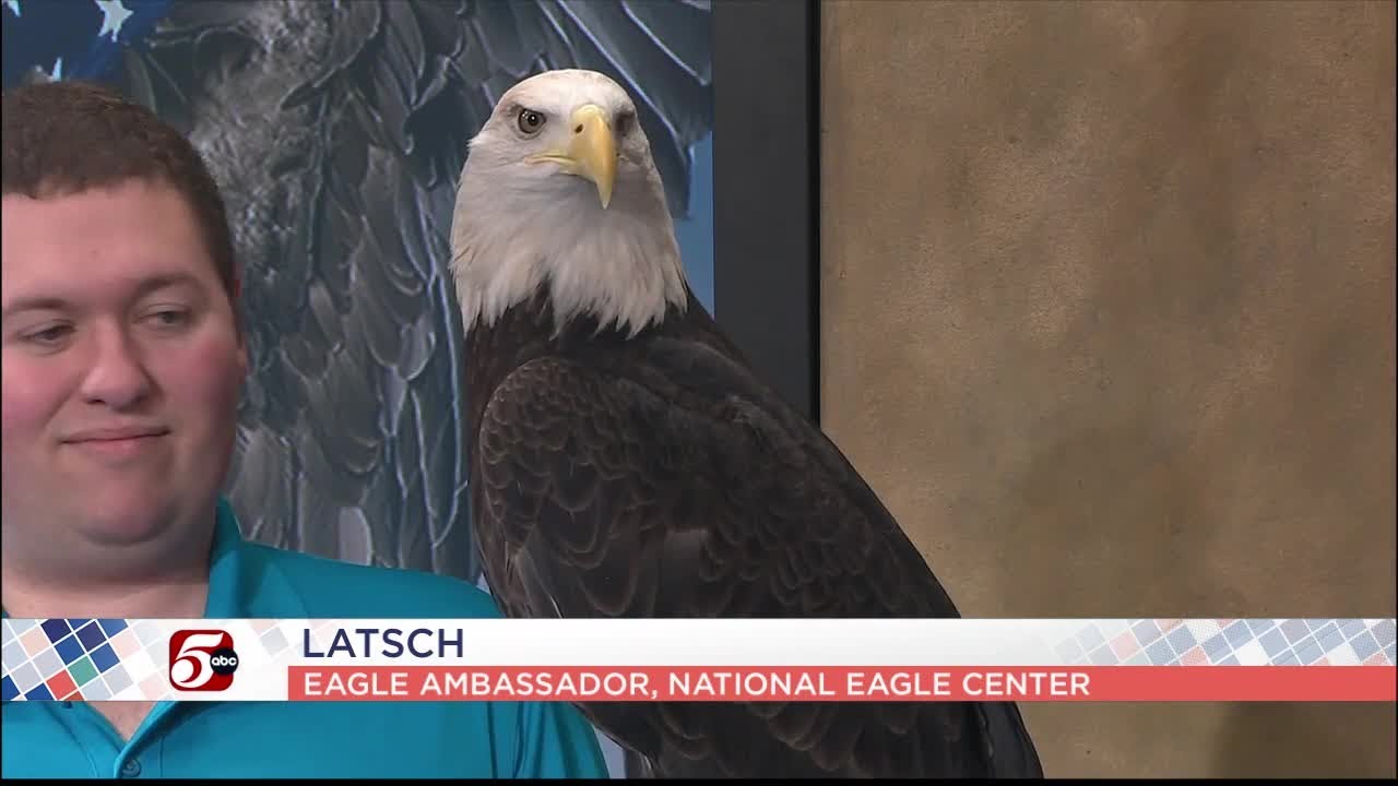 National Eagle Center in Wabasha - YouTube