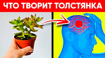 ВОТ ЧТО ТВОРИТ ТОЛСТЯНКА! (Крассула Реальная Польза и Вред Денежного Дерева)