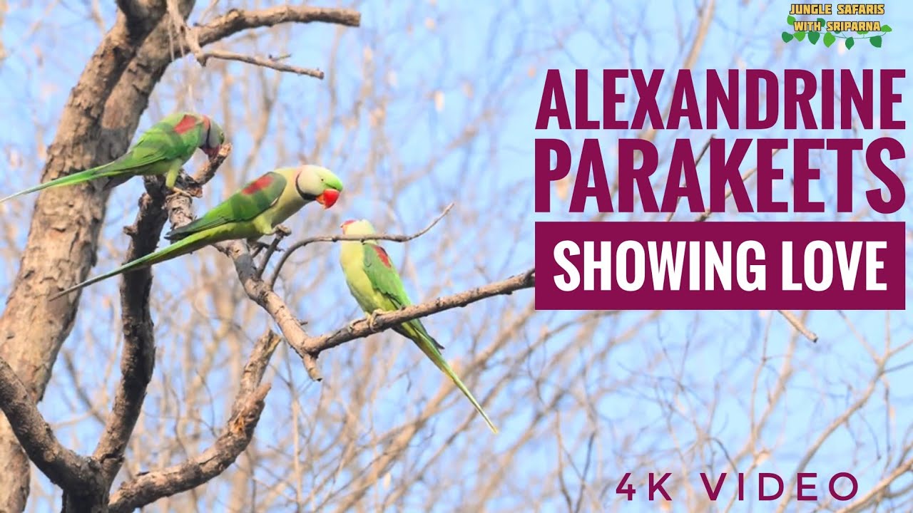 Alexandrine Parakeets showing love| Behaviour of Parakeets| Beautiful #birds #parakeetsofindia #love