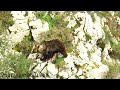 observación de osos en Asturias. Abril 2022