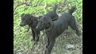 Fell and Moorland Terrier Club filmed late 90's