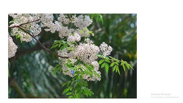 Tiếng Việt Lớp 4 - Tập làm văn bài: luyện tập miêu tả các bộ phận của cây cối