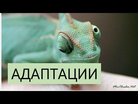 Адаптации животных и растений