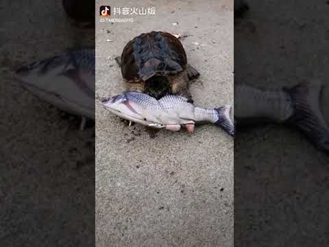 السلحفاة أقوى مما تعتقد