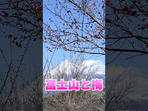 【観光】富士山と梅(静岡県富士市) #shorts