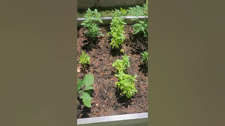 Raised Bed Garden Update #garden #gardening #shorts #vegetables #herbs #mcskitchenandoutdoors #style