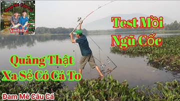 Bài Mồi ngủ cốc chuyên câu cá trôi, chép, trắm Đã Thử Nghiệm Hiệu Quả Và Vi Diệu.