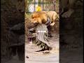 attack each other #shorts
