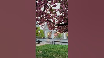 Thumbnail of Washington Square park #newyork #newyorkcity #manhattan #cherryblossom #nycphotographer
