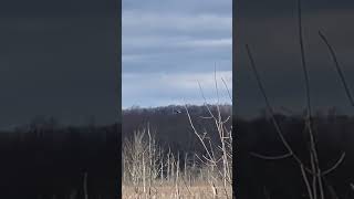 Majestic Marsh Hawk Fly By nature birds scenic outdoors hawks shorts