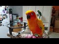 ANGEL THE SUN CONURE ROCKIN OUT TO MAZARIN! DANCING PARROT 😂