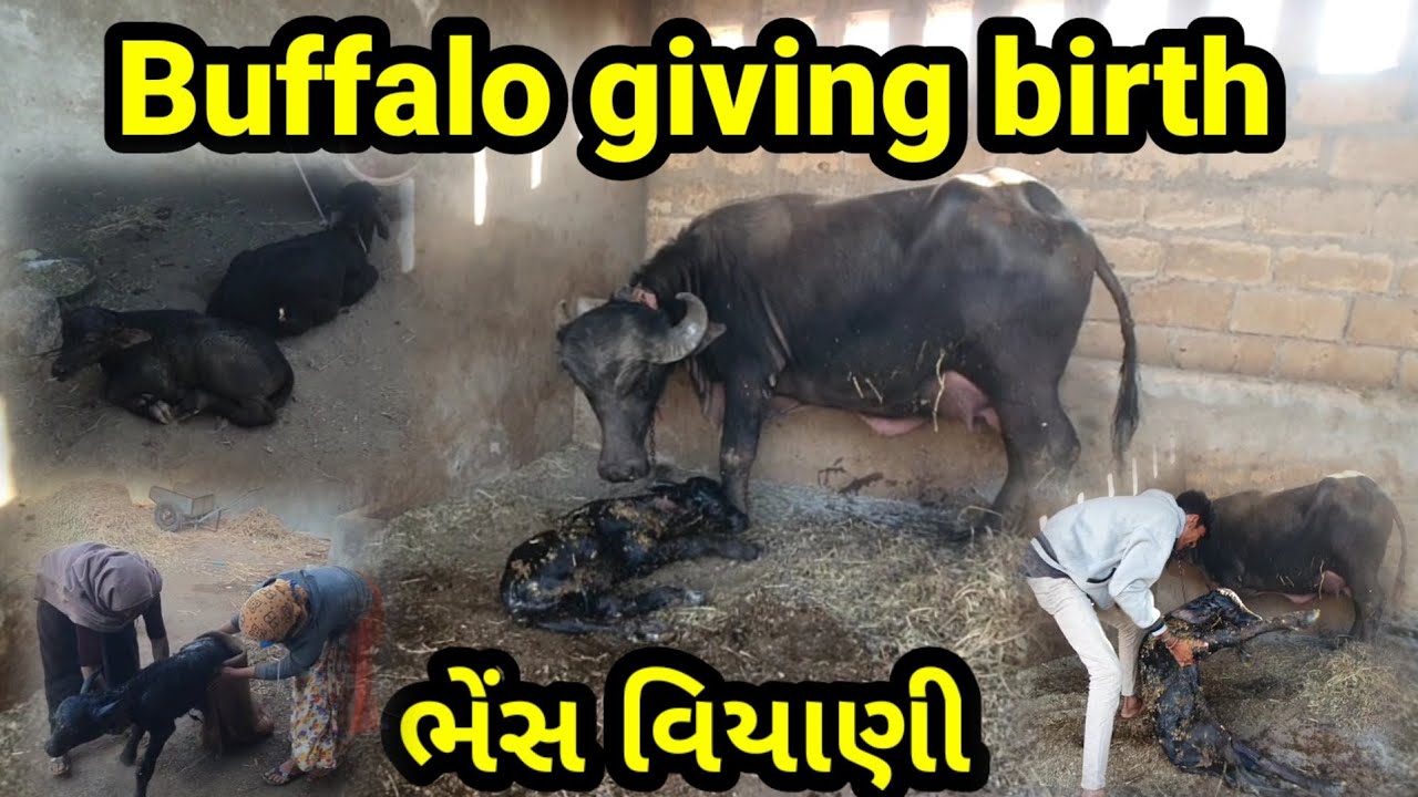 Is Giving Birth Free In Canada Without Insurance Is Giving Birth Free In Canada Without Insurance