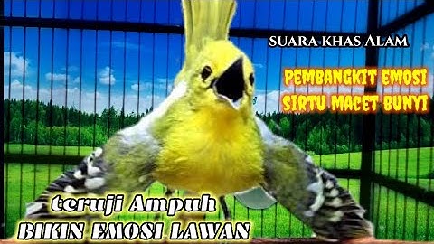 SIRTU/CIPOH GACOR BIKIN EMOSI SEMUA LAWAN!..COBA DAN BUKTIKAN!!#birds
