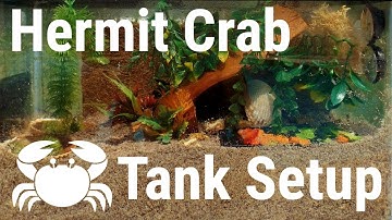 How to set up a hermit Crab Tank (Properly!)